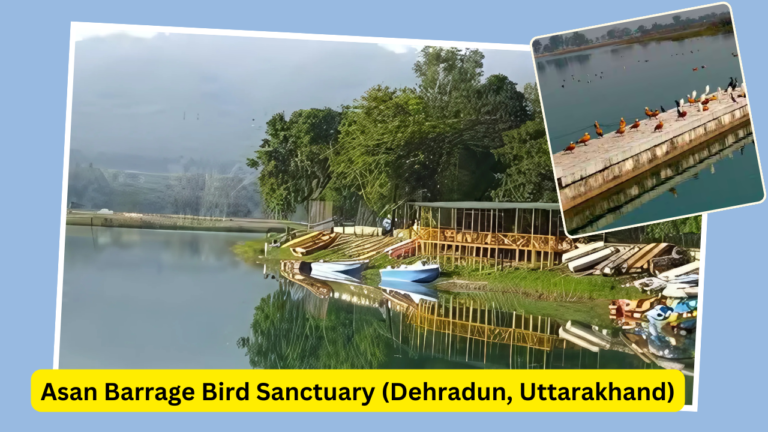 Tour of Assan Barrage Bird Sanctuary