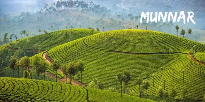 Sunrise view over the lush green hills of Munnar with cool breeze and mist covering the valleys. 
